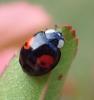 Harmonia axyridis